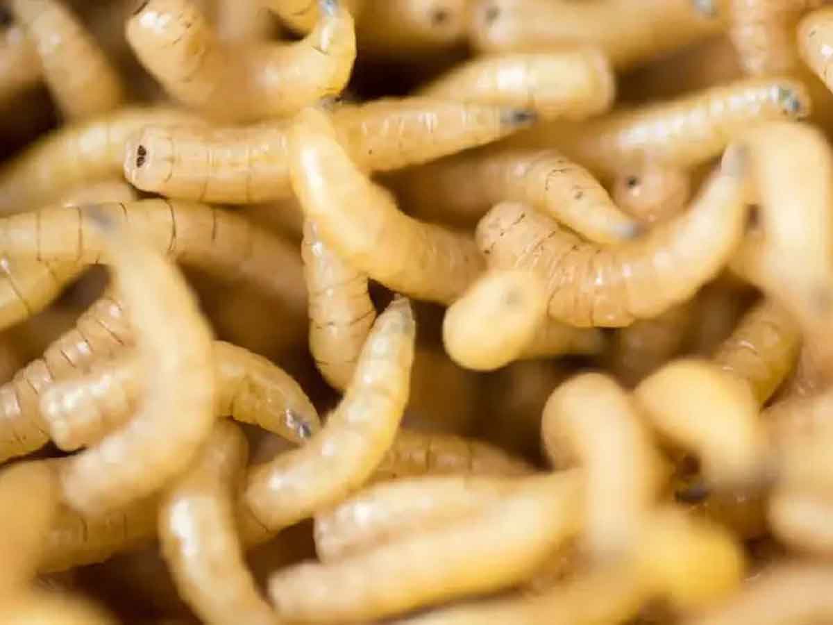 Plaga del barrenador golpea a 13 estados