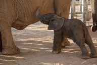 Reid Park Zoo Welcomes New Elephant Calf to the Herd