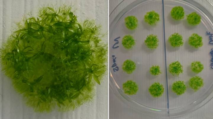 Vacío, radiación y temperaturas extremas: este musgo resistió nueve meses en el espacio sin protección y regresó vivo a la Tierra