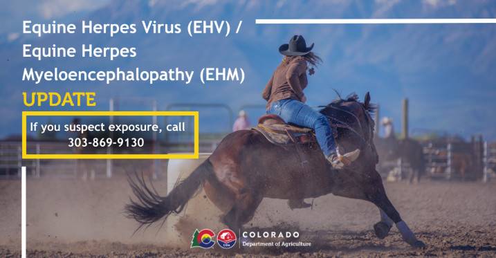 Horse in Larimer County confirmed to have deadly EHV