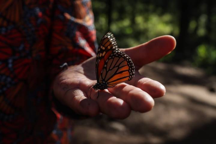 Mariposas monarca con un diminuto transmisor GPS para monitorear sus rutas y afinar los esfuerzos de conservación