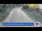 Bicyclists come face-to-face with mountain lion in frightening trail encounter