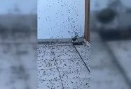 Cuál es la explicación de la invasión de hormigas voladoras en AMBA