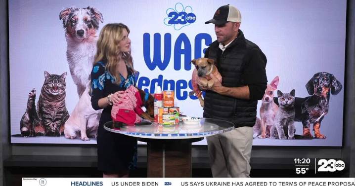 Wag Wednesday: Food safety with pets at Thanksgiving