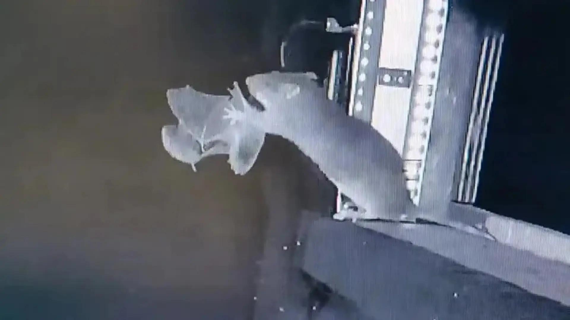 Captan por primera vez a una rata cazando al vuelo a un murciélago: por qué preocupa a la ciencia