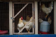 Will Bailey: The Big Island's Battle For The Birds