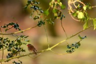 Fota Wildlife Park to remain closed until at least the end of November over bird flu outbreak