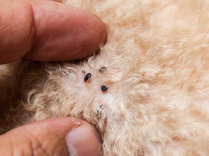 Cómo eliminar pulgas y garrapatas con limón y manzanilla, dos ingredientes caseros