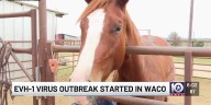 EVH-1 outbreak starts in Waco
