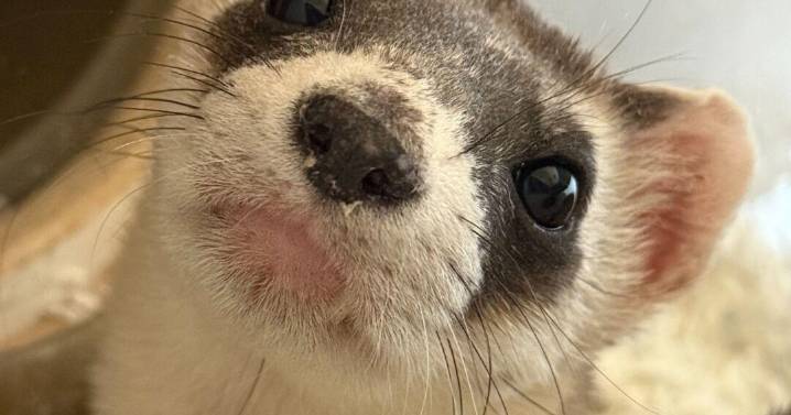 Black-footed ferret finds new home at ZooMontana