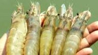 India,World's Second Largest Shrimp Producer, Under Threat