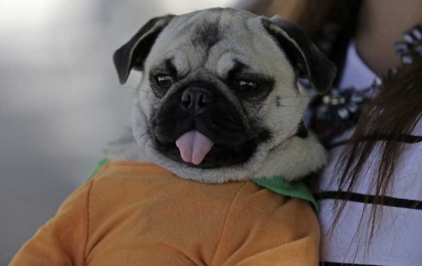Las mascotas también contaminan. Así puedes reducir su impacto climático