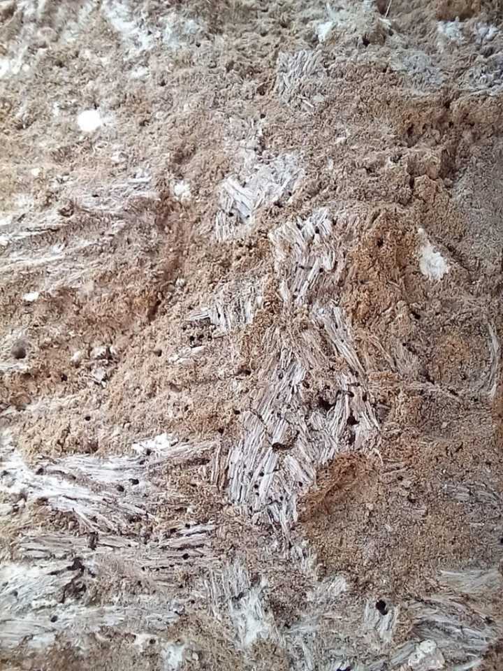 Hallan en El Campello un zapato de esparto de hace 2.300 años en una vivienda íbera