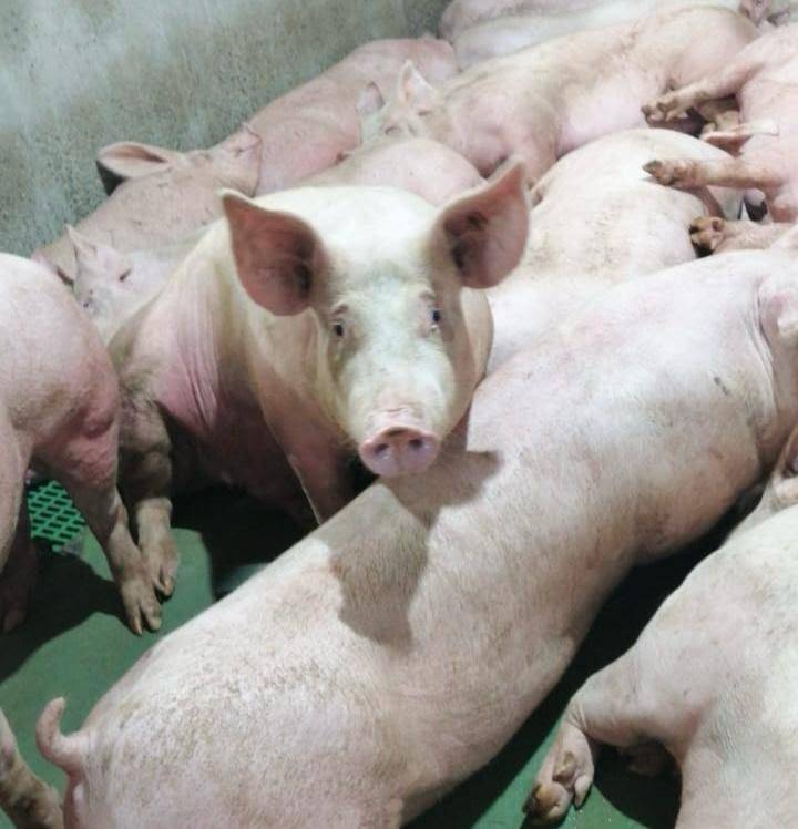 Colombia es libre de Peste Porcina Africana