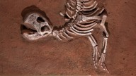 CSI: Cretaceous. A reptile body farm is shedding light on how dinosaurs died.