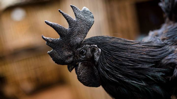 Black Chickens Are Beautiful