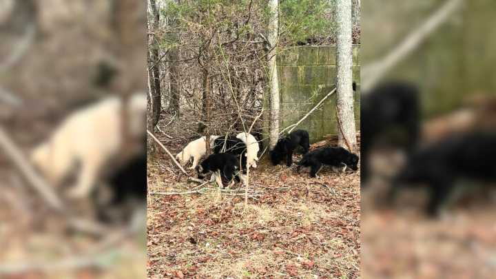 Virginia Sheriff Condemns Cruelty After Eleven Puppies Found Abandoned And Sick In The Woods