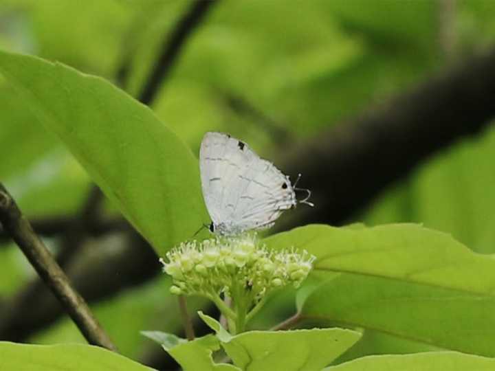 Black-spot Royal Butterfly recorded in Sikkim for first time