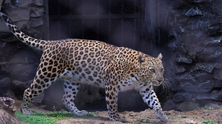 Maharashtra Government Ramps Up Measures To Curb Leopard Attacks; AI, Drones Used For Surveillance