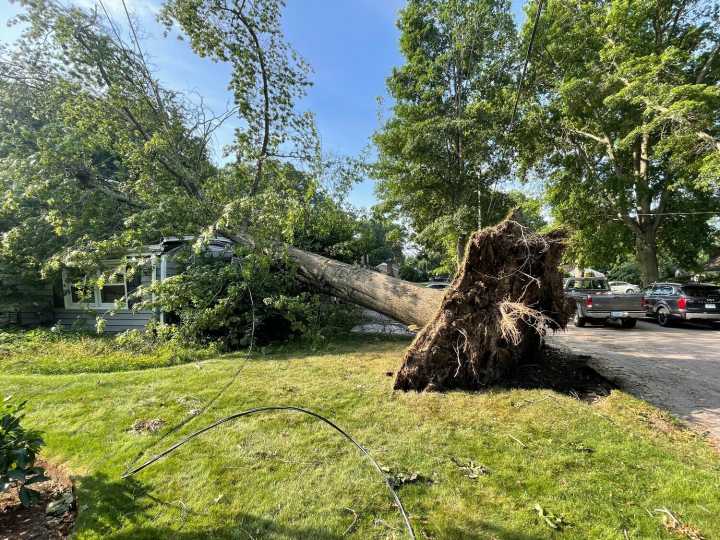 Barrington Tree Commission says DPW is cutting down healthy trees