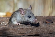 Now Birmingham’s rats come out on strike