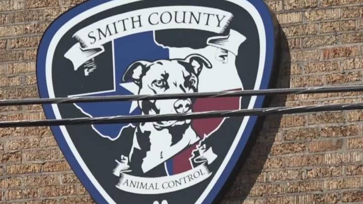 Pit bull dogs involved in killing of Tyler woman to be 'destroyed,' officials say