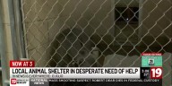 Euclid animal shelter reaches double capacity as holiday season approaches