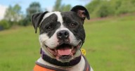All the adorable pups at Glasgow Dogs Trust currently looking for forever homes