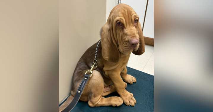 Hanover County Sheriff's Office mourns loss of 14-month