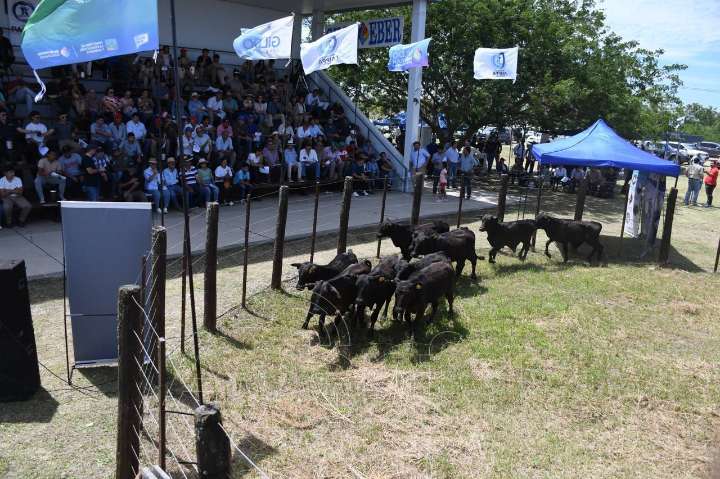 Con gran éxito se realizó la Feria Ganadera Paippera en Laguna Blanca