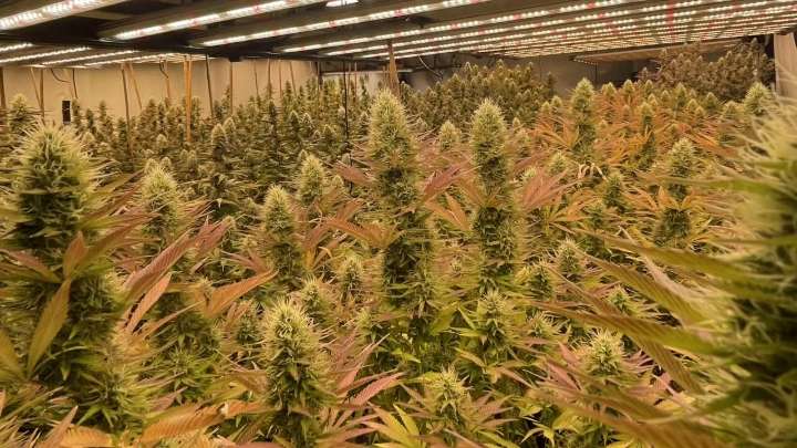 Government shutdown deal poised to deliver devastating blow to Minnesota's hemp industry