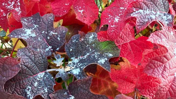 Lehigh Valley weather: Cold air mass brings gusty winds after early morning flurries