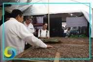 Anuncia Sheinbaum primera planta procesadora de Chocolate Bienestar