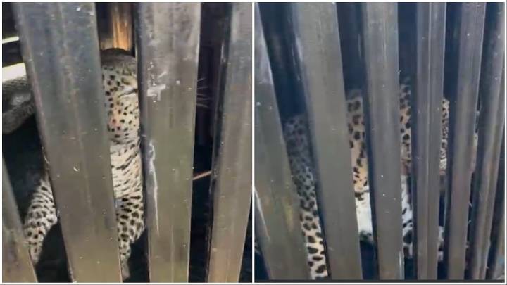 Pune: Suspected Man-Eater Leopard Caught In Shirur Tehsil After Maharashtra Forest Department Trap