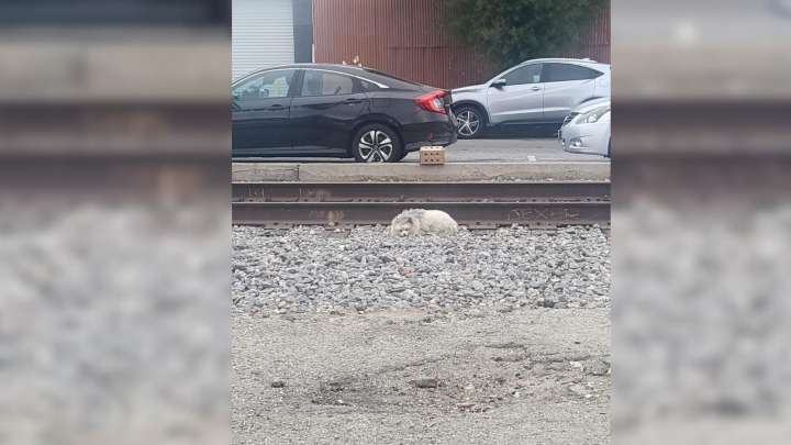 Heartbroken Dog Sleeping On Railway Tracks In California Finds Hope Again