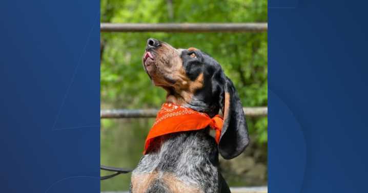 Smokey XI to retiring from official mascot duties, school cites 'reserved temperament' issues