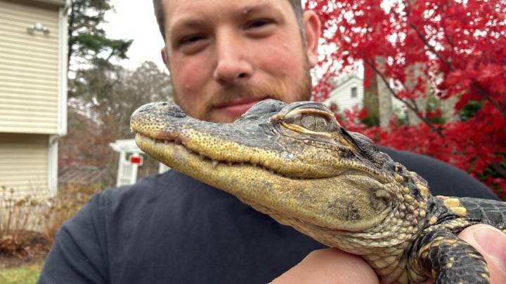 Small alligator rescued in Boston after slithering into the city’s heart on social media