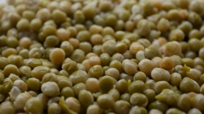 Récord de siembra y exportaciones de legumbres