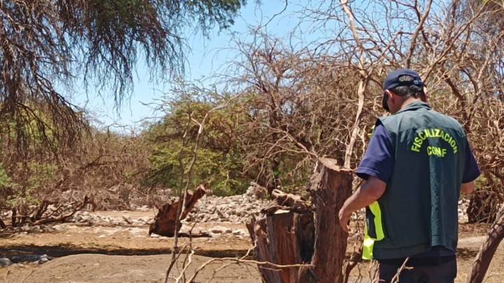 Se acelera debate por el fin de Conaf y el traspaso de parques a SBAP