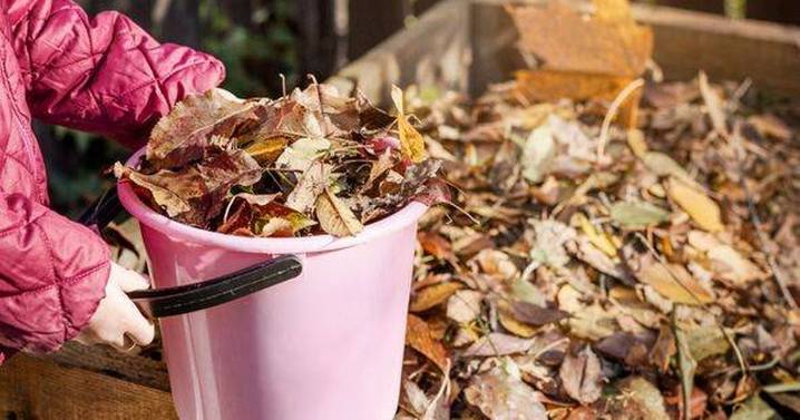 Gardeners can make free and effective soil improver with leaves from common UK trees