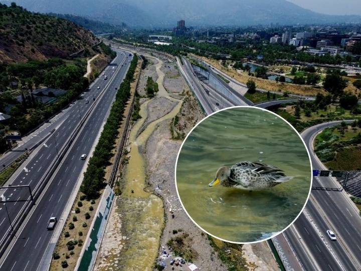 El Mapocho ya no es el mismo: vuelve la fauna y las autoridades revelan el próximo gran paso