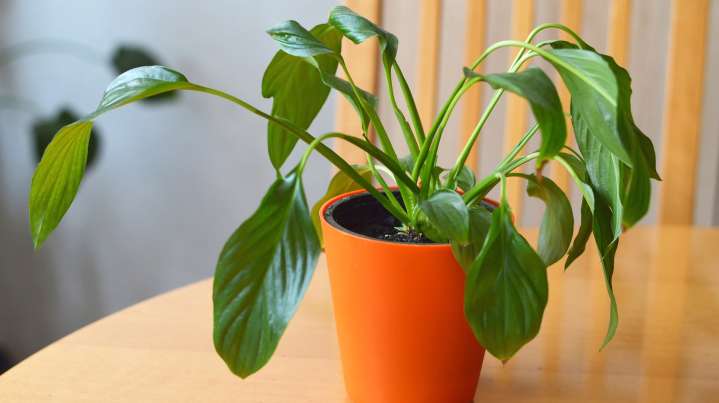 The Big Mistake That's Making Your Peace Lily's Leaves Curl And Shrink