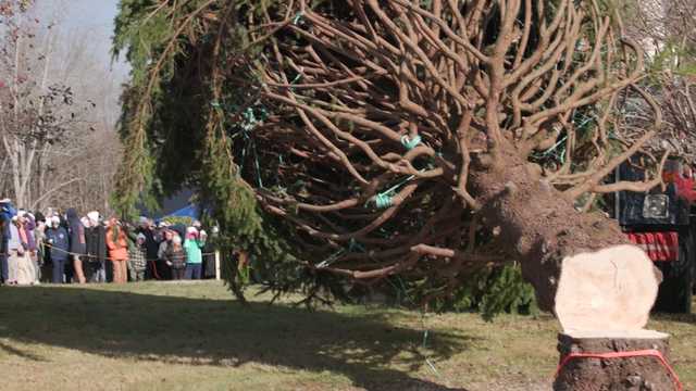 Boston's official 2025 Christmas Tree selected in Nova Scotia