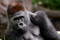 Dallas Zoo Announces Death of Beloved Gorilla Remembered for Viral Dance Moves