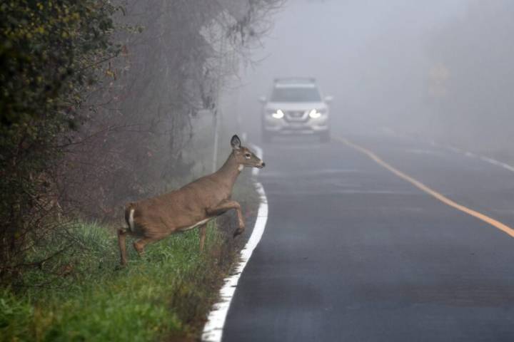 ALEA Reminds Motorists to Stay Alert as Deer Movement Increases Statewide
