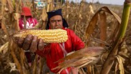 México podría aumentar productividad del sistema maicero si invierte en ciencia: CIMMYT