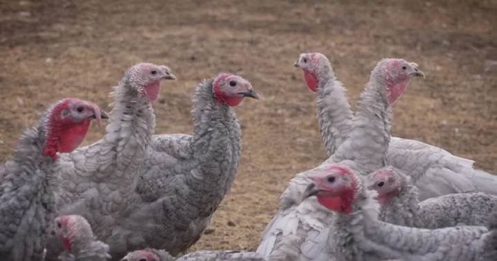 Montana Ag Network: couple grows business with pasture