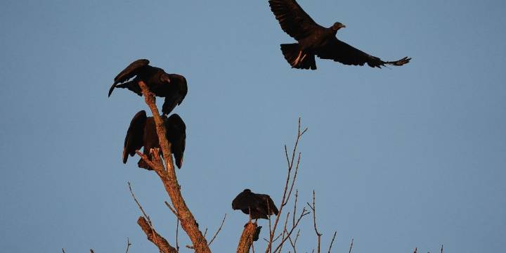 Cattle faces a growing threat from a protected vulture spreading north amid climate change