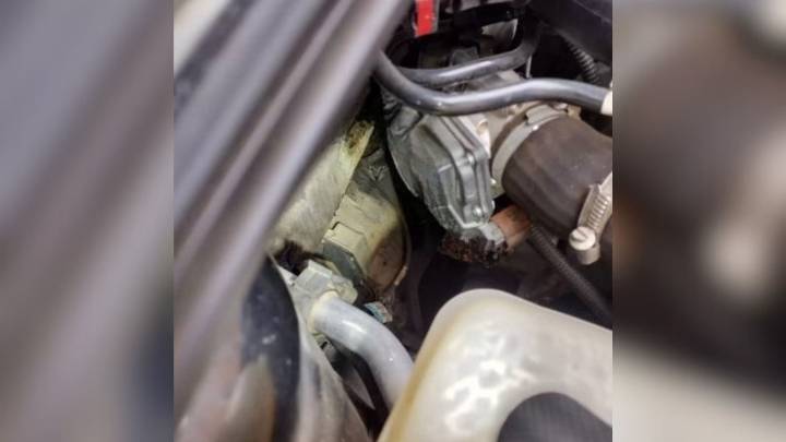 Ohio Family Shocked To Find Tiny Passenger Hiding Inside Their Engine