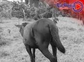 En alerta Villagarzón por brote de rabia